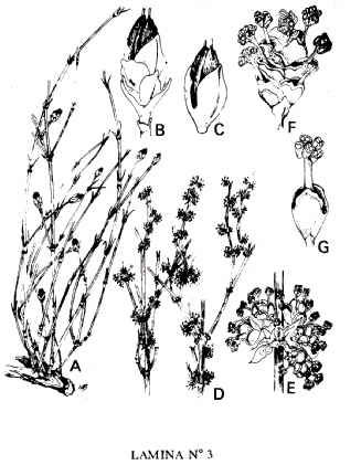 Figura 18.jpg (28487 bytes)